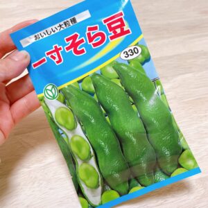 そら豆の種まき方法①